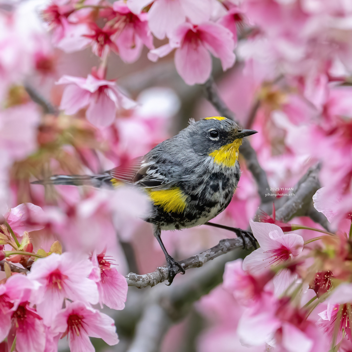 yellow-rumped- warbler-1